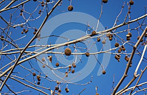 London Plane tree branches in winter sunny day - Image