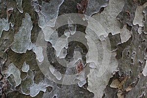 London plane tree Platanus acerifolia structured background