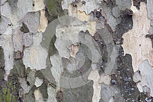 London plane tree