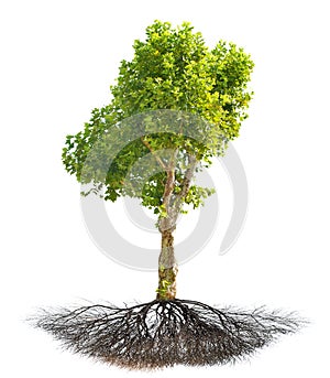 London plane tree with root isolated on white