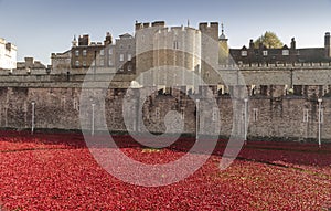 London - Poppies at the Tower of London