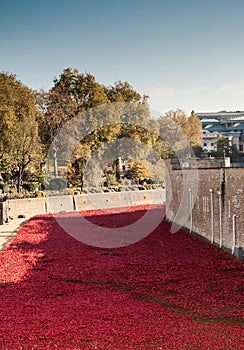 London - Poppies at the Tower of London