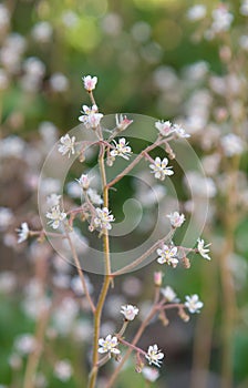 London pride, Saxifraga x urbium, flowering