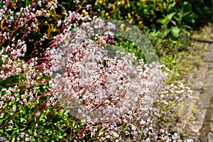 London pride (saxifraga x urbium) flowers