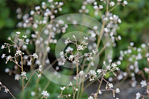 London pride, Saxifraga x urbium, inflorescence