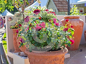 Beautifully designed gardens with plants and variegated flower compositions at RHS Chelsea Flower Show.