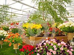 LONDON, UK - MAY 25, 2017: RHS Chelsea Flower Show 2017