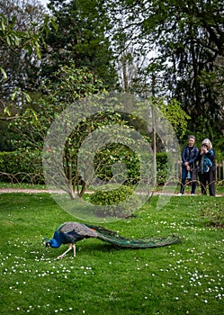 People watching a peacock in Kyoto Garden, a Japanese garden in Holland Park, London, UK