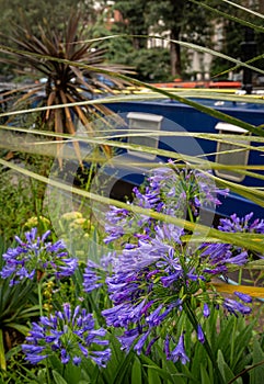 London, UK: Purple flowers and houseboats at Little Venice