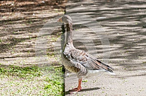 Greylag goose in Valentines park, Ilford photo
