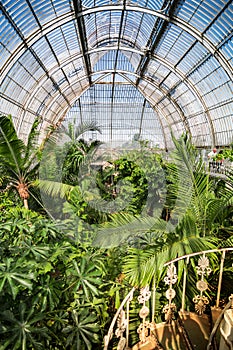 Palm garden in a greenhouse in Kew Royal Botanic Gardens