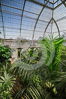 Palm garden in a greenhouse in Kew Royal Botanic Gardens