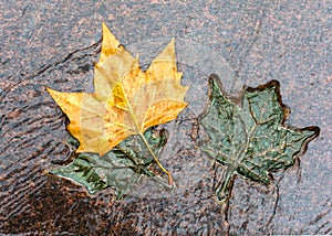 LONDON, UNITED KINGDOM - NOVEMBER 25, 2018: Three bronze and natural maple leaves in the Canada Memorial in Green Park