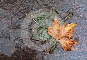 LONDON, UNITED KINGDOM - NOVEMBER 25, 2018: Two bronze and natural maple leaves in the Canada Memorial in Green Park