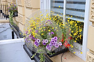 UK window flowers