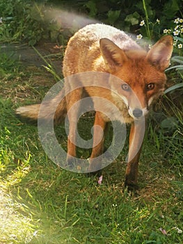 London wild fox in backyard garden street in england