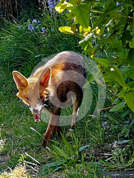 London wild fox in backyard garden street in england