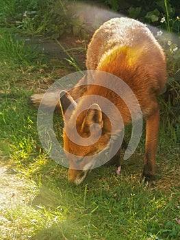 London wild fox in backyard garden street in england