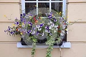 London window flowers