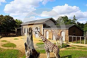 London zoo england