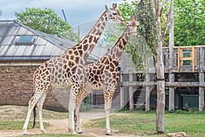 London zoo england