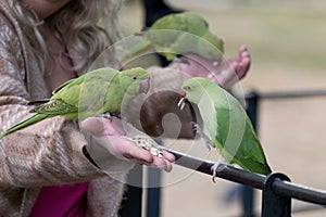 Londons Parakeets taking food from a persons hand photo