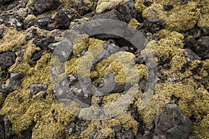 Londrangar Moss and Rocks Closeup