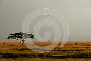 Lone Acacia Tree Against Expansive Misty Sky