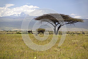Lone Acacia Tree with Mount Kenya in background from Lewa Conservancy, Kenya Africa photo