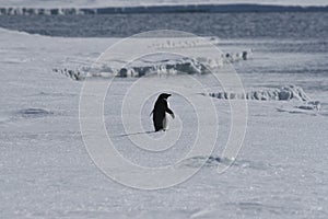 Lone adelie penguin