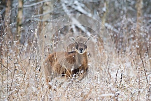 A lone adult brown moufflon female standing in snow-covered dry grass against the background of a winter forest. photo