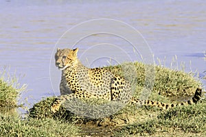 Tanzanian cheetah in the Serengeti photo