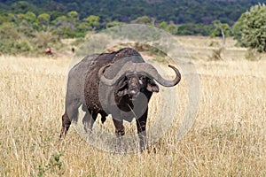 Lone African buffalo bull, Kenya