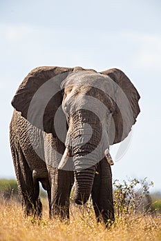 Lone African elephant bull walks through the dry savannah