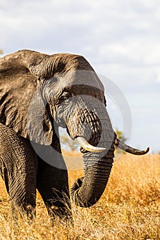 Lone African elephant bull walks through the dry savannah