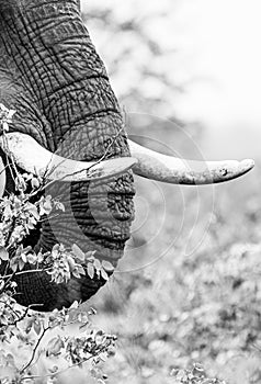 Lone African elephant bull walks through the green savannah in the Kruger Park