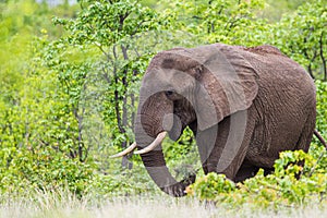 Lone African elephant bull walks through the green savannah in the Kruger Park