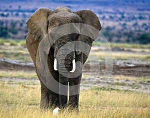 Lone African elephant with cattle egret