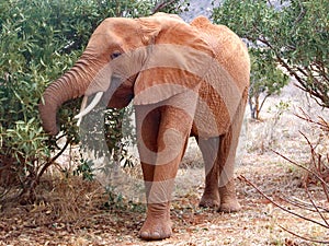 Lone african elephant eating leaves on an acacia tree in Tsavo East National Park, Kenya, Africa