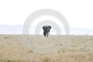 A lone African elephant moving in the savannah grassland during rain