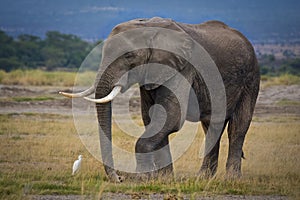 Lone African elephant with solitary cattle egret