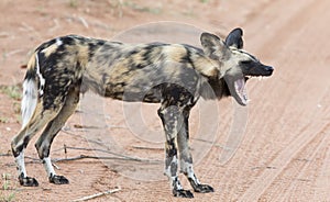 Lone African wild dog hunting calling its mates