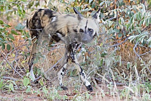 Lone African wild dog hunting calling its mates
