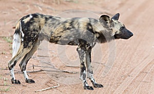 Lone African wild dog hunting calling its mates