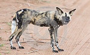 Lone African wild dog hunting calling its mates