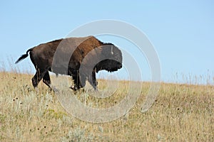 Lone American Bison in South Dakota