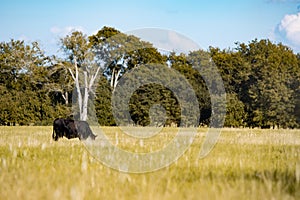 Lone Angus grazing in open pasture