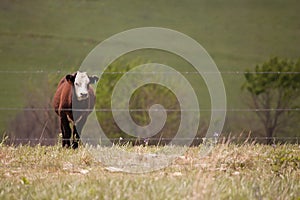 Lone Angus Steer