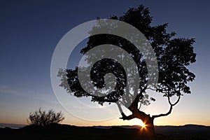 Lone Arbutus tree silhouetted at sunset with sun star