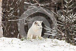 Lone Arctic Fox in a winter environment